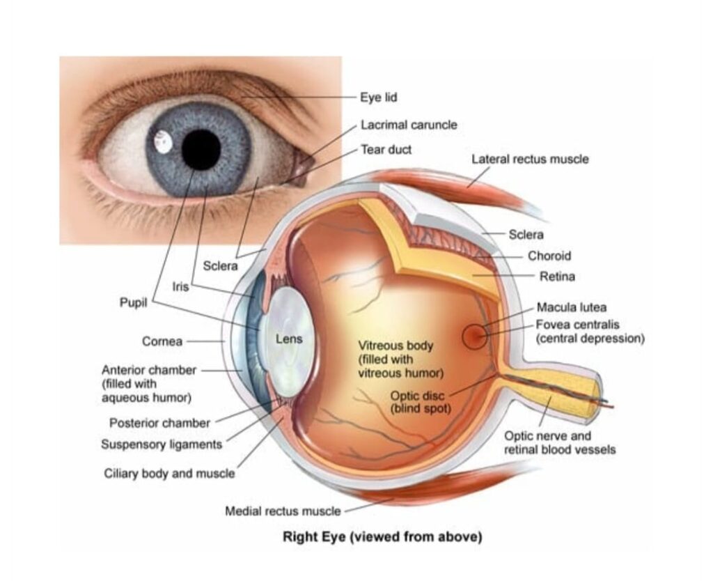 HUMAN EYE